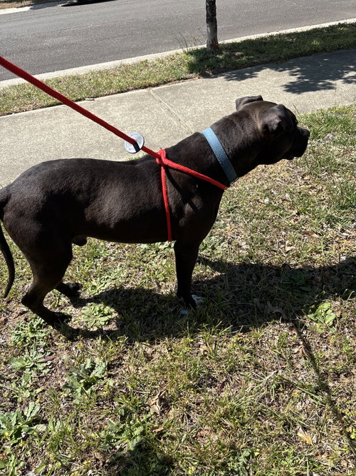 Bubba photo 3