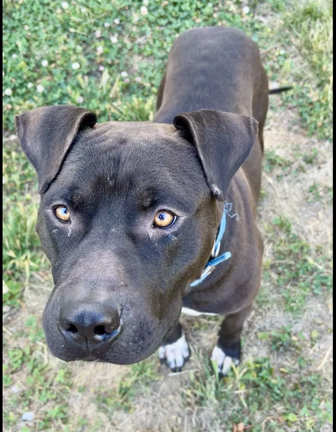 Bubba image 4