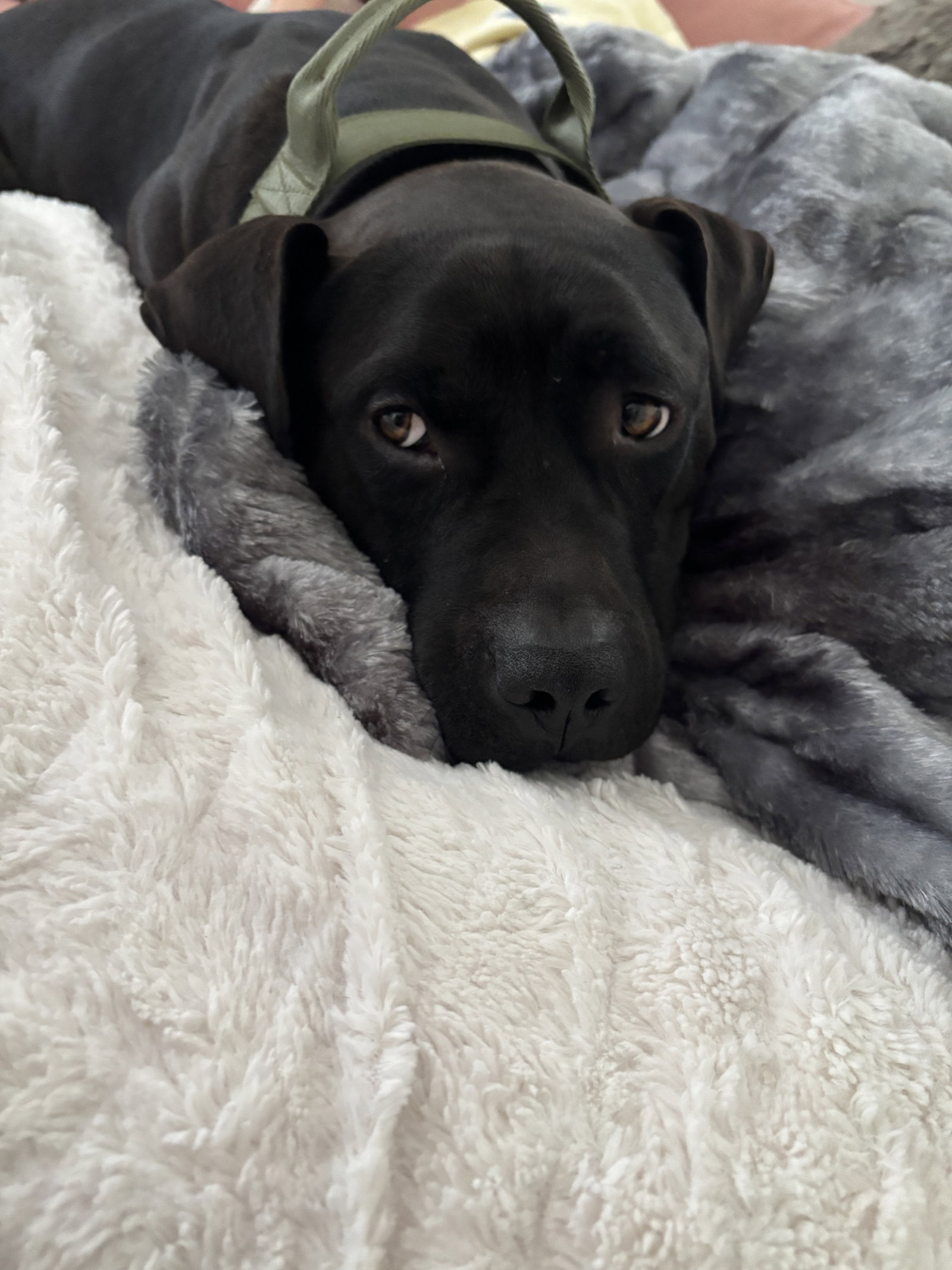 Bubba, photo 4