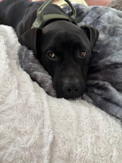 Bubba, a dog for adoption from Pawfect Match Rescue
