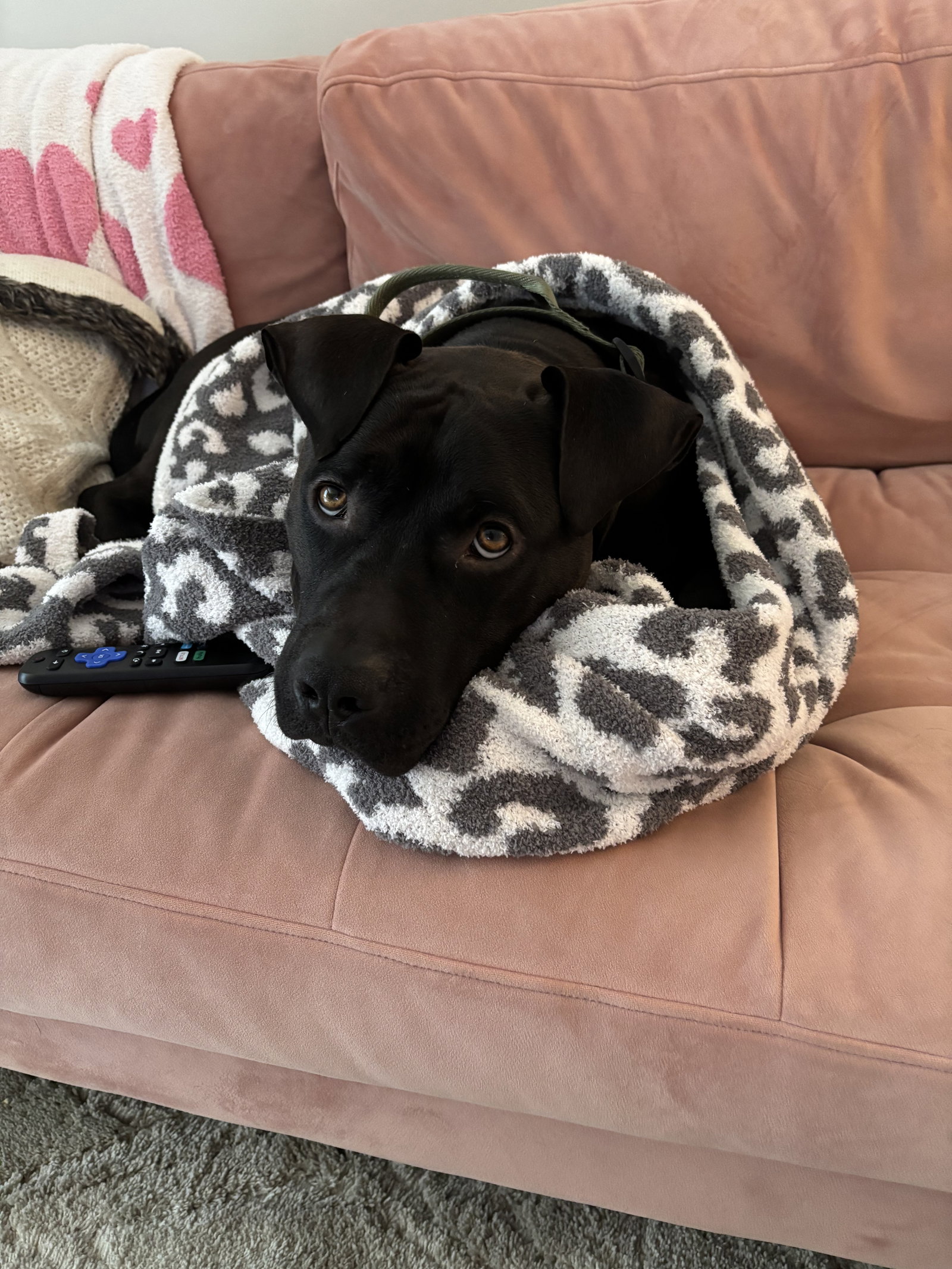 Bubba, photo 8