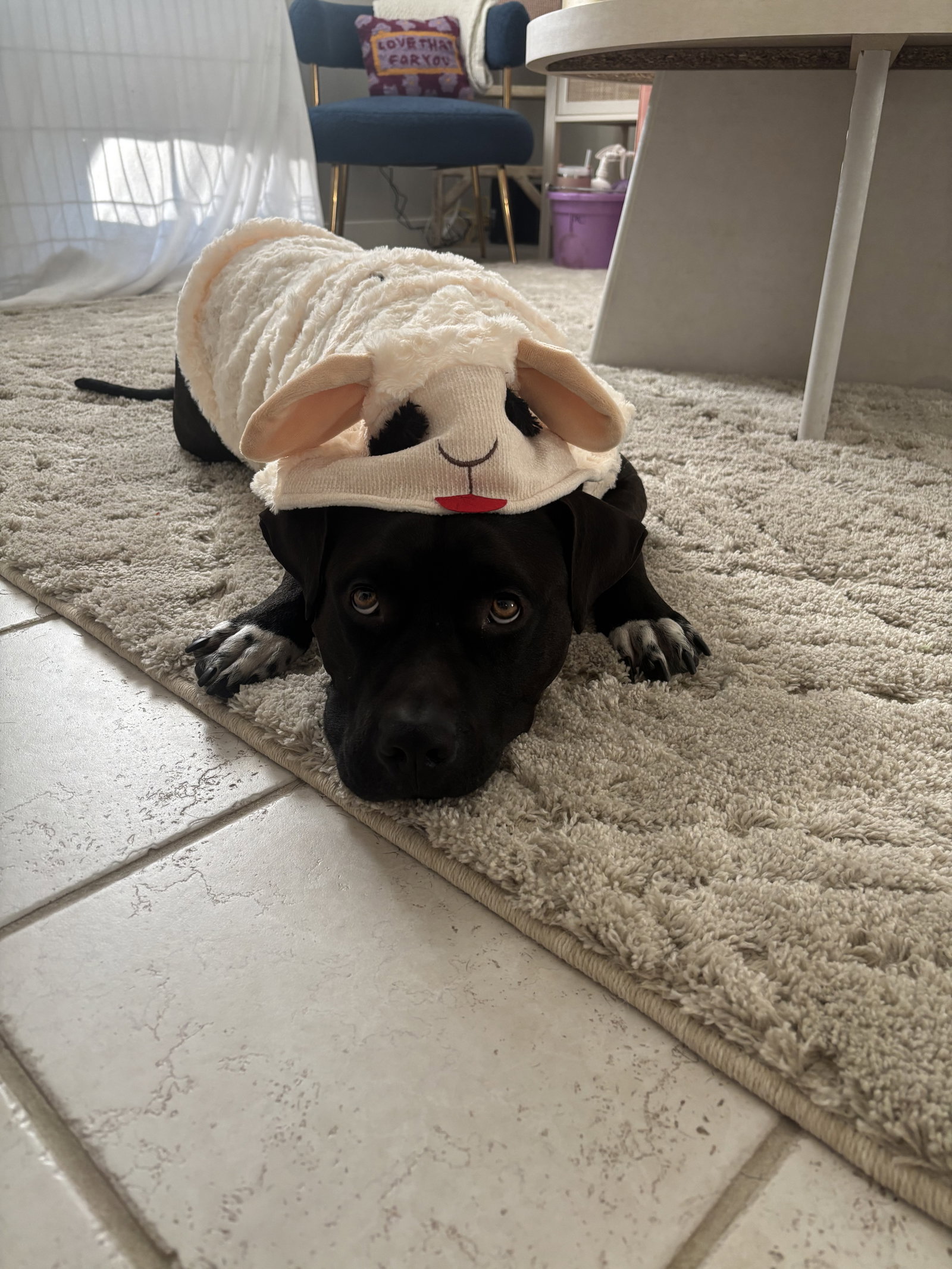 Bubba, photo 9