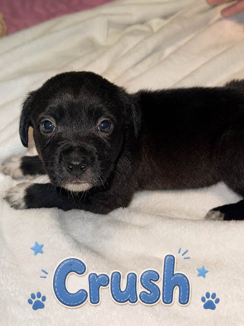 Crush- nemo litter, an adoptable American Staffordshire Terrier in Holly Springs, NC