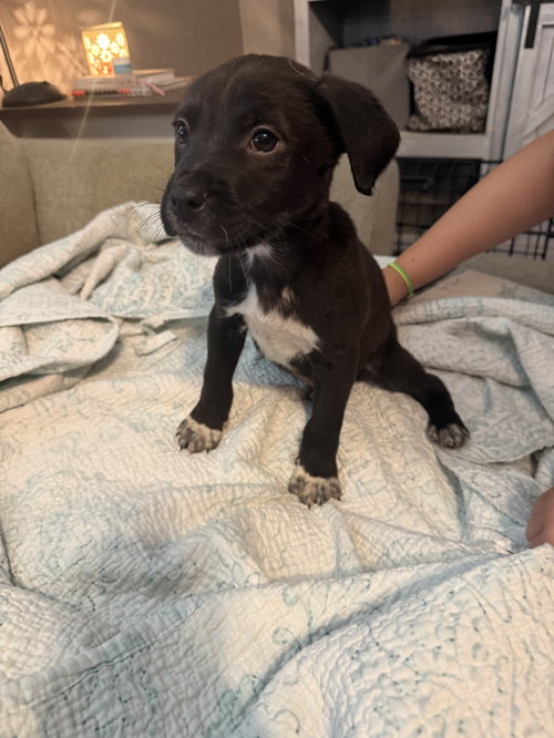 Crush- nemo litter, an adoptable American Staffordshire Terrier in Holly Springs, NC
