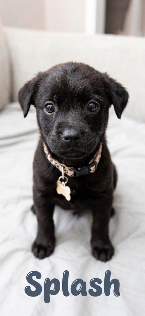 Splash - nemo litter, an adoptable American Staffordshire Terrier in Holly Springs, NC