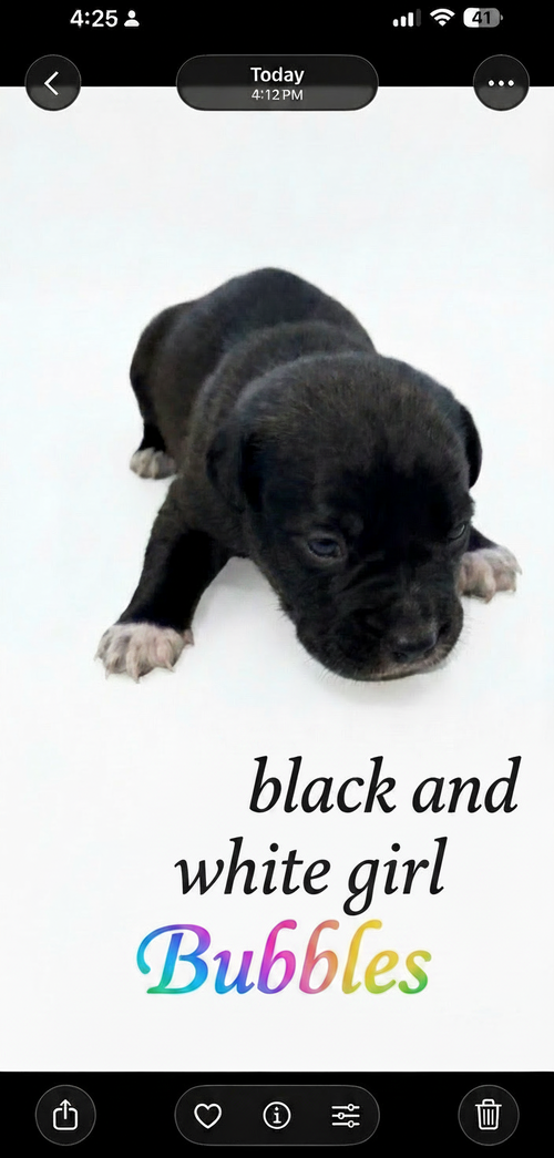 Bubbles - nemo litter, an adoptable American Staffordshire Terrier in Holly Springs, NC