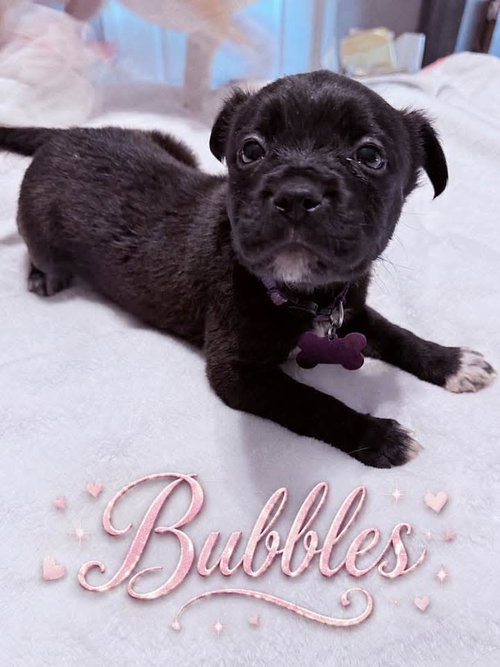 Bubbles - nemo litter, an adoptable American Staffordshire Terrier in Holly Springs, NC