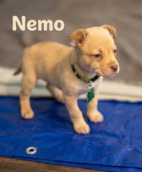 Nemo- nemo litter, an adoptable American Staffordshire Terrier in Holly Springs, NC