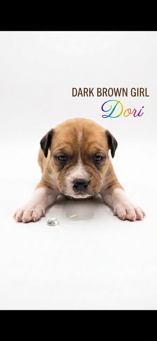 Dori- nemo litter, an adoptable Unknown breed in Holly Springs, NC