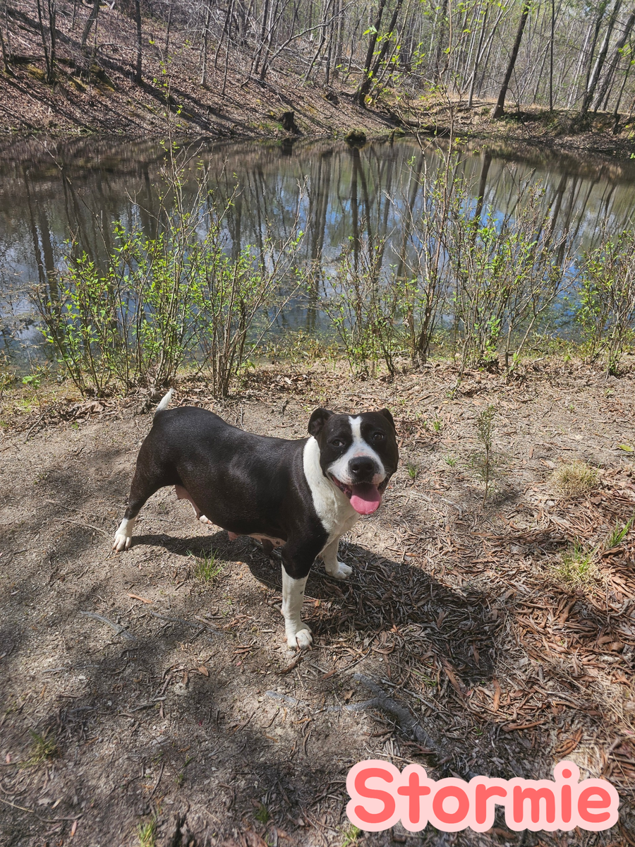 Stormie- storm litter mom