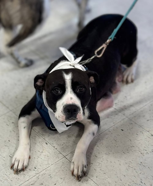 Stormie- storm litter mom