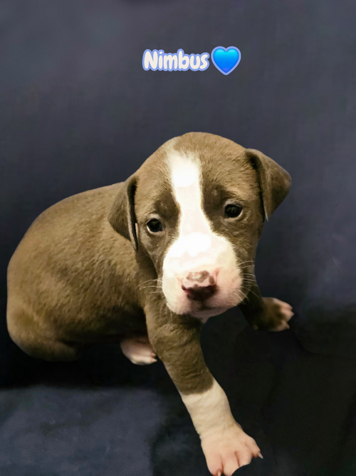 Nimbus - Stormie litter, an adoptable American Staffordshire Terrier in Holly Springs, NC