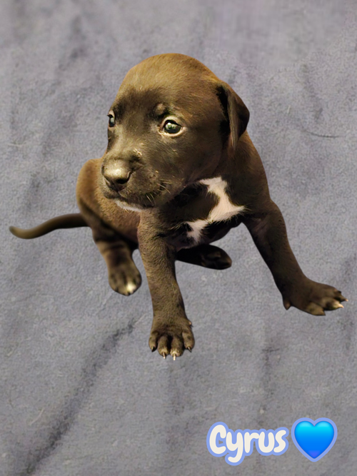 Cyrus- stormie litter, an adoptable American Staffordshire Terrier in Holly Springs, NC