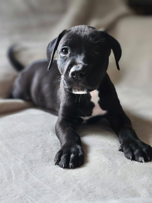 Cyrus- stormie litter, an adoptable American Staffordshire Terrier in Holly Springs, NC