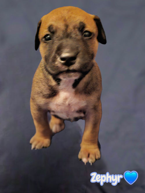 Zephyr- stormie litter