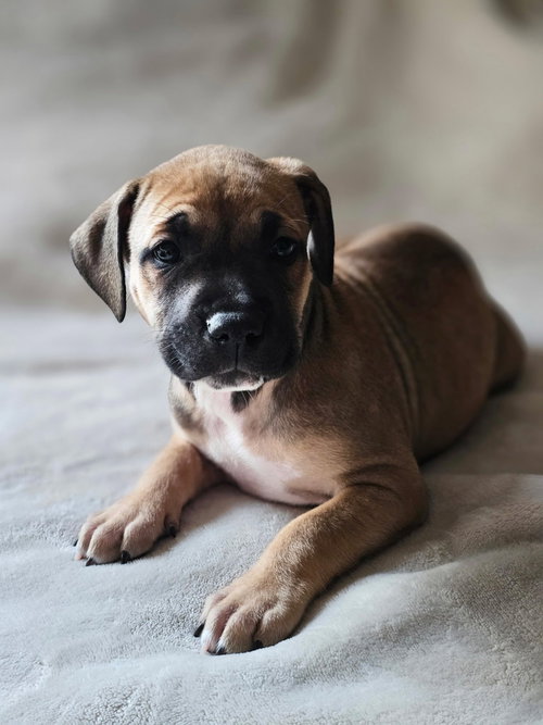 Zephyr- stormie litter, an adoptable American Staffordshire Terrier in Holly Springs, NC