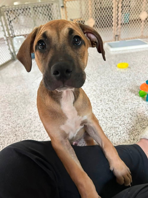 Zephyr- stormie litter