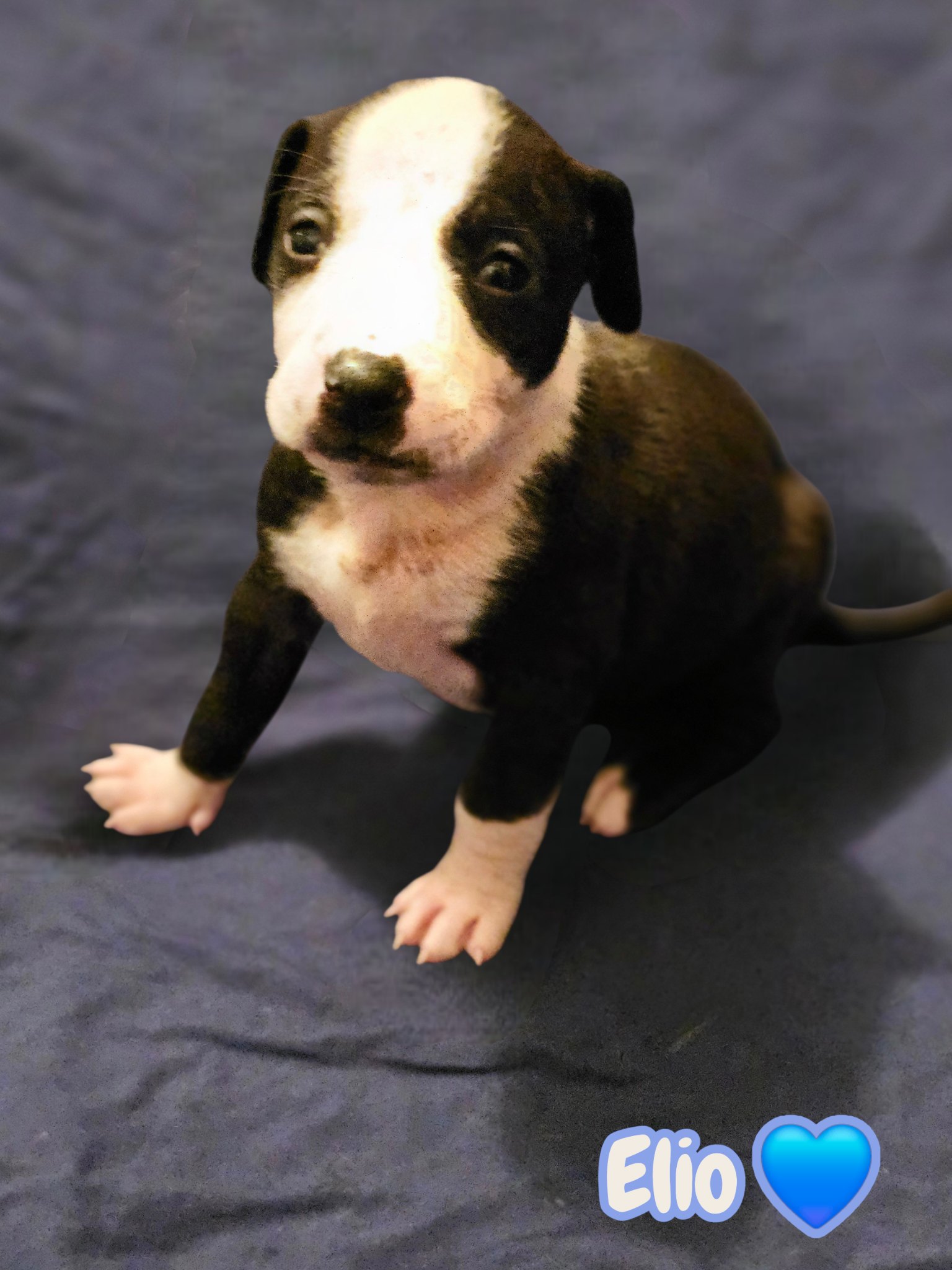 Elio aka "E" (Stormie litter), photo 18