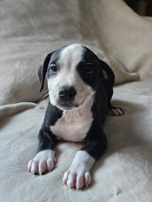 Elio- stormie litter, an adoptable American Staffordshire Terrier in Holly Springs, NC