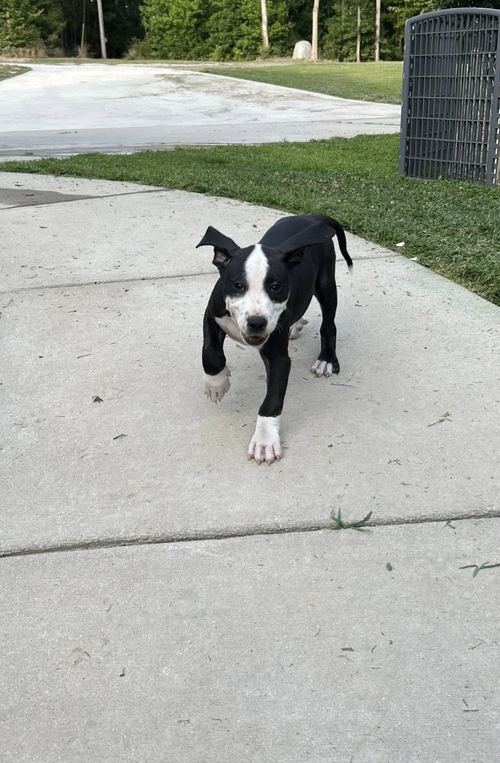 Elio- stormie litter, an adoptable American Staffordshire Terrier in Holly Springs, NC