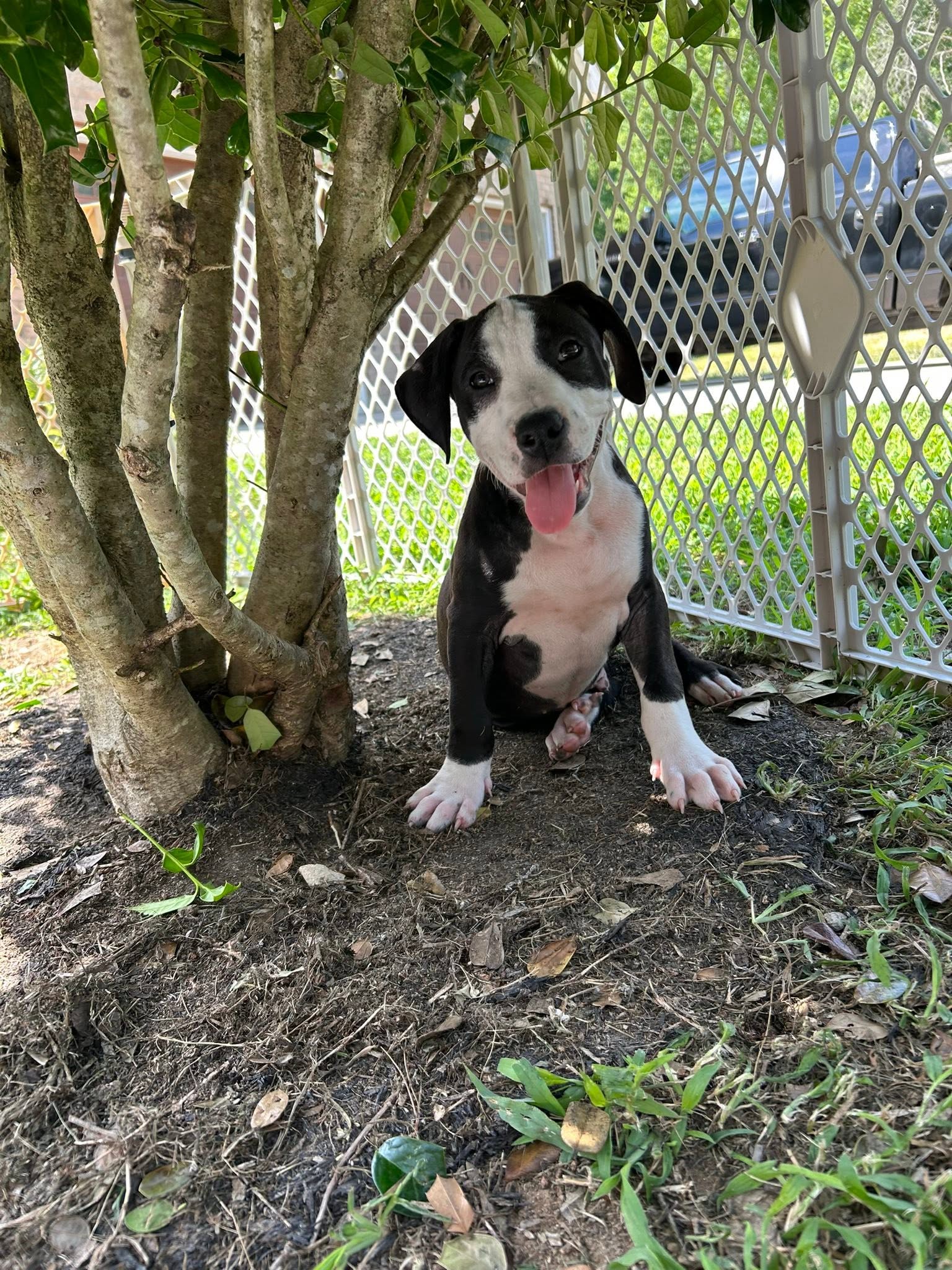 Elio aka "E" (Stormie litter), photo 14
