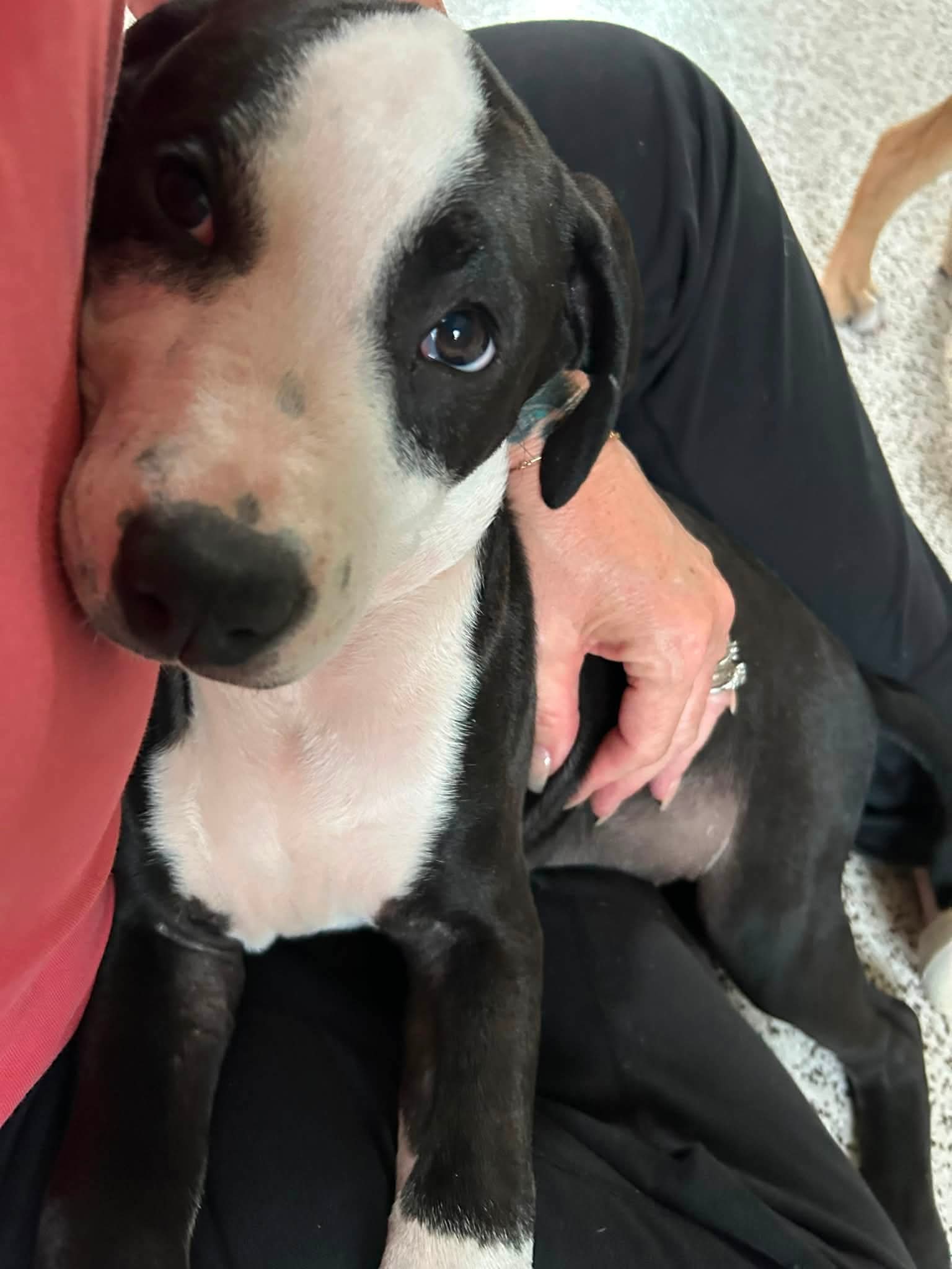 Elio aka "E" (Stormie litter), photo 12