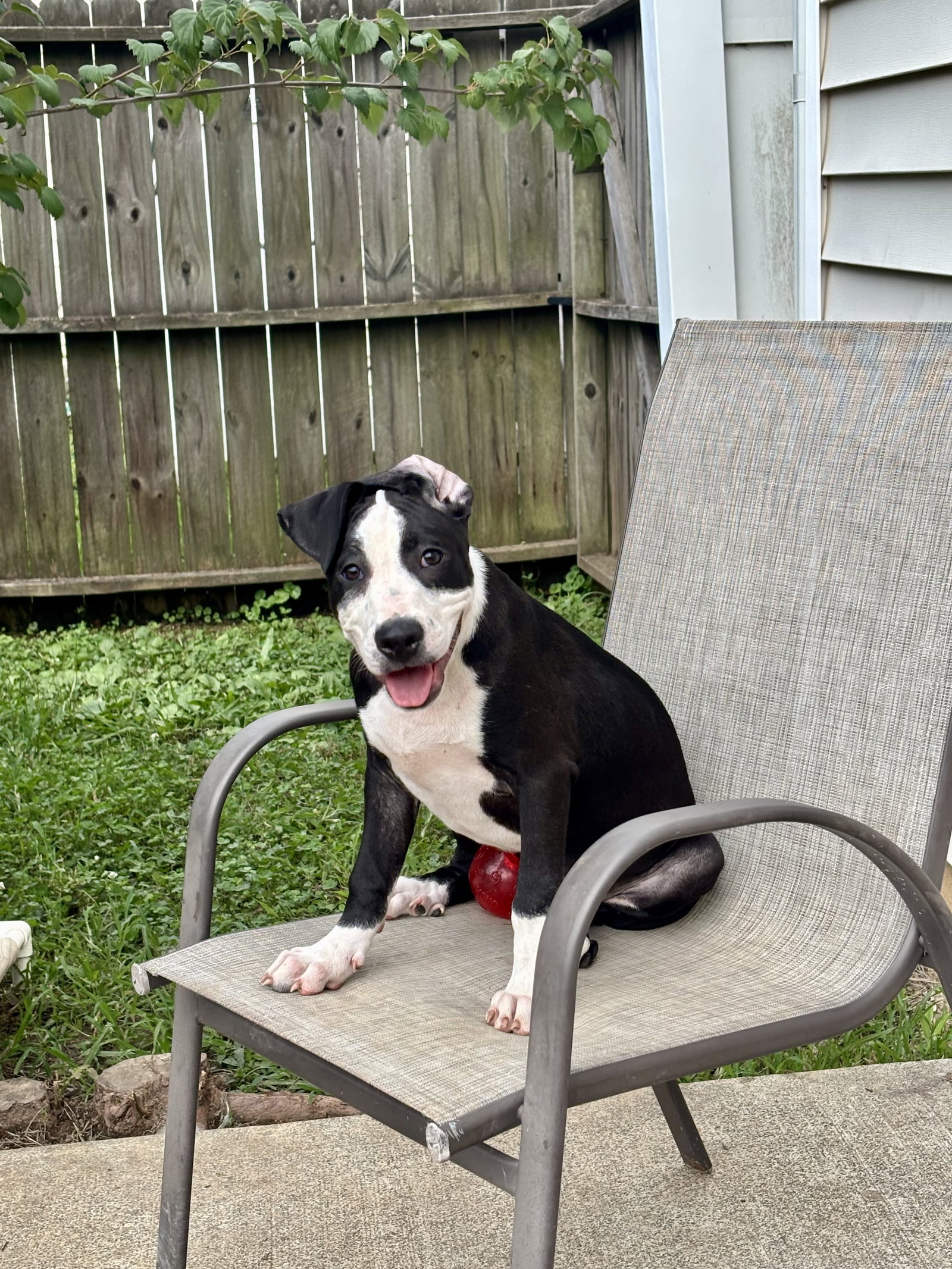 Elio aka "E" (Stormie litter), photo 10