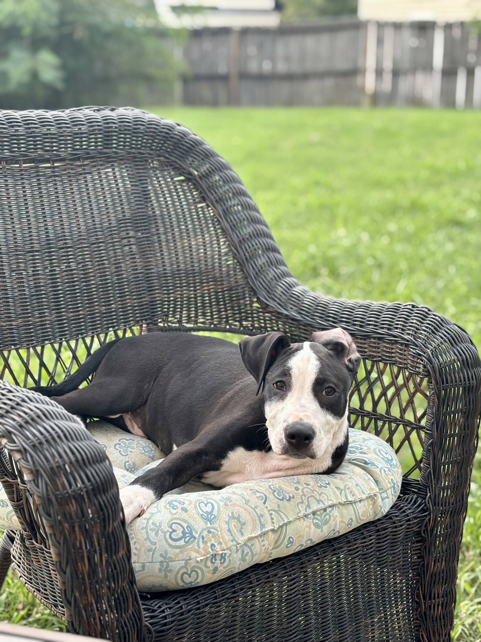 Elio aka "E" (Stormie litter), photo 9