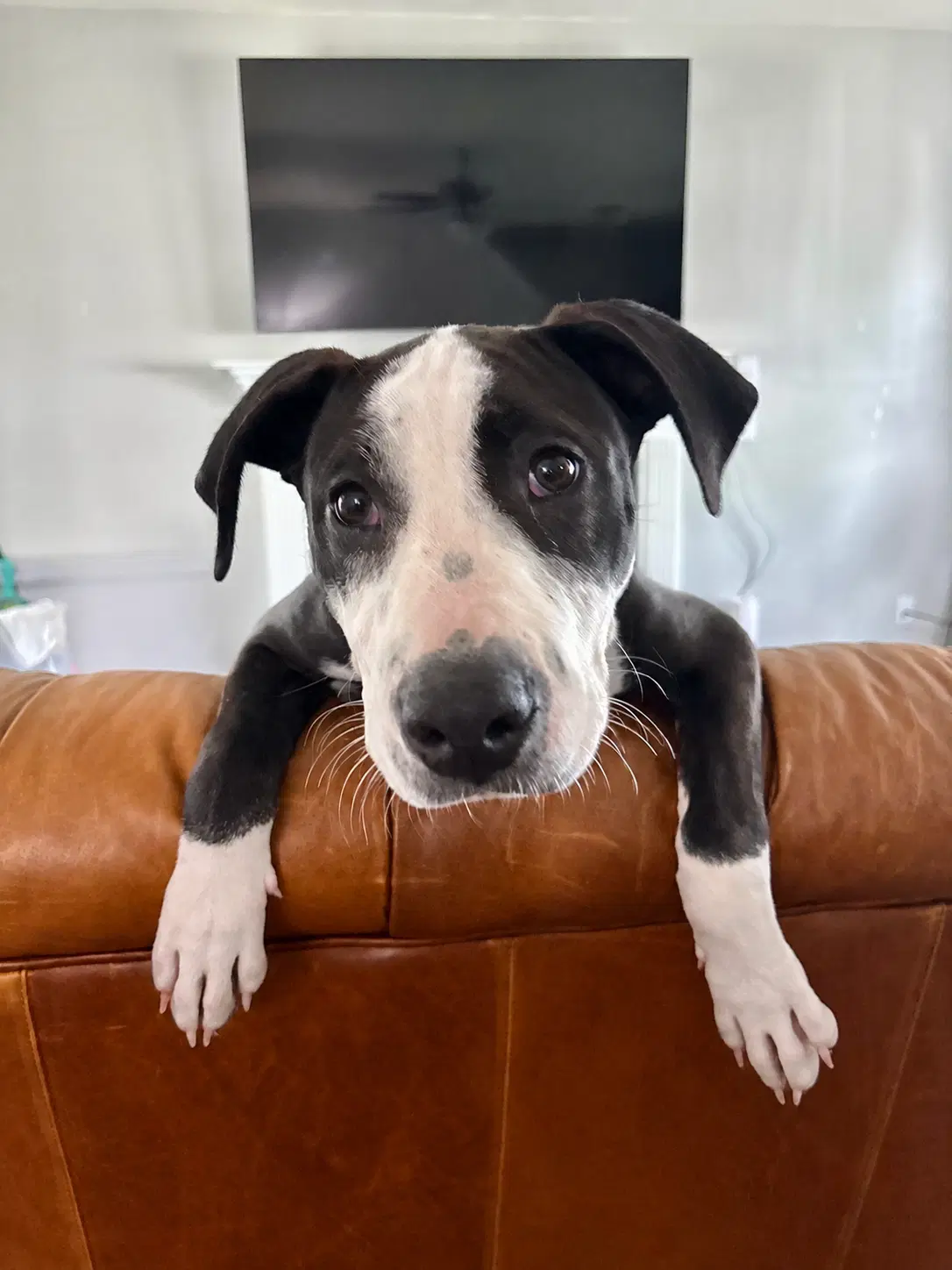 Elio Aka E Stormie Litter - American Staffordshire Terrier