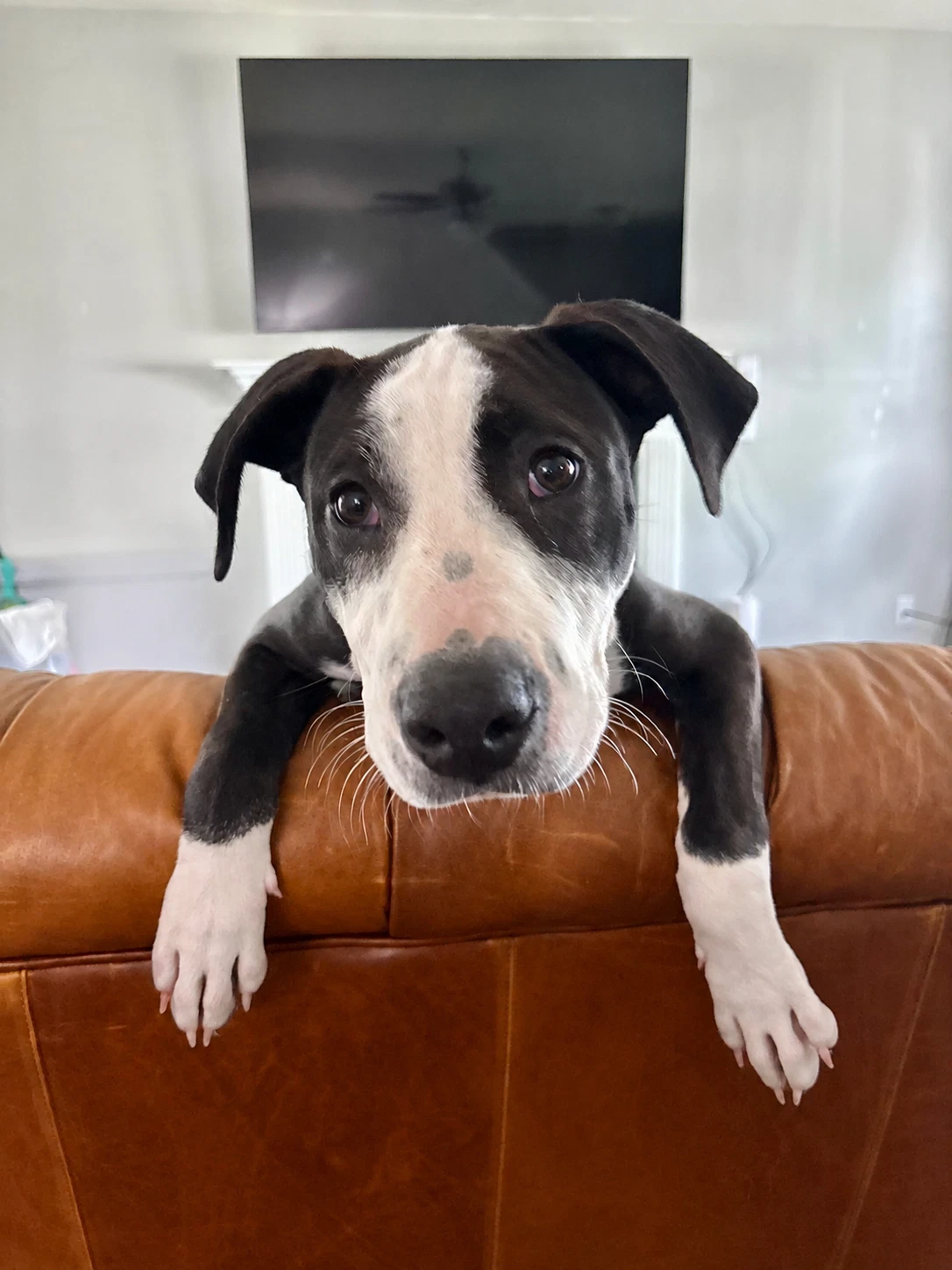 Elio Aka E Stormie Litter