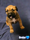 Brutus- stormie litter