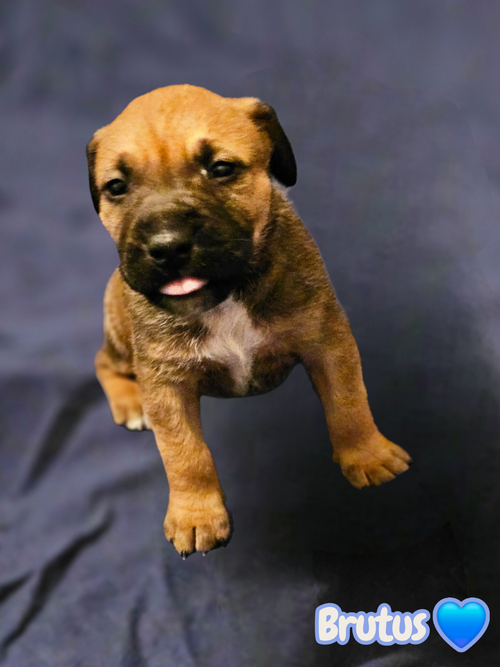 Brutus- stormie litter