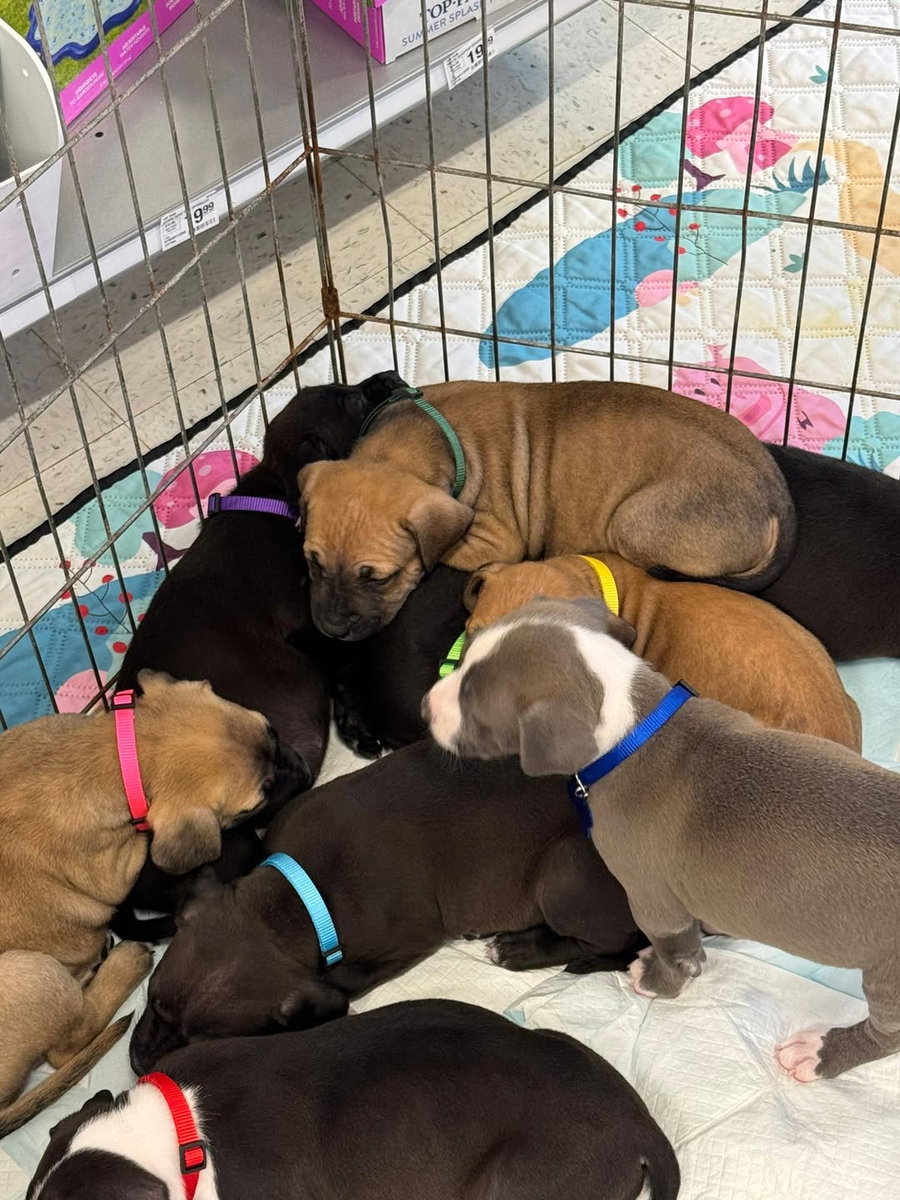 Brutus- stormie litter