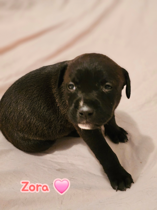 Zora- stormie litter, an adoptable American Staffordshire Terrier in Holly Springs, NC