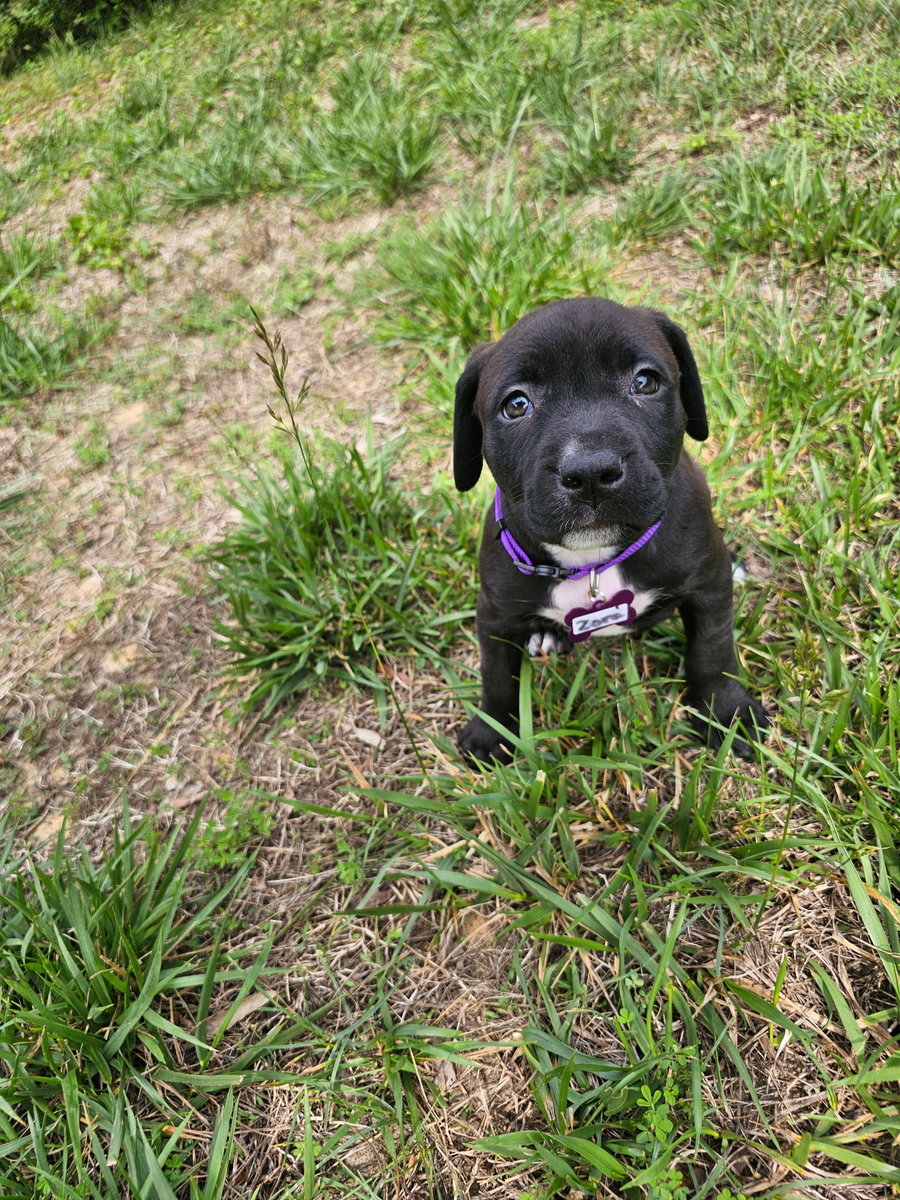 Zora- stormie litter