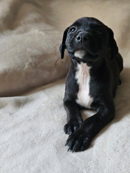 Zora- stormie litter, an adoptable American Staffordshire Terrier in Holly Springs, NC