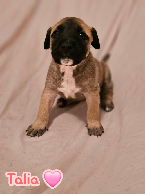 Talia - stormie litter