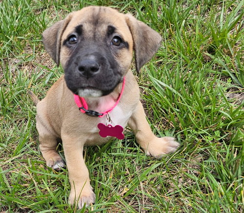 Talia - stormie litter