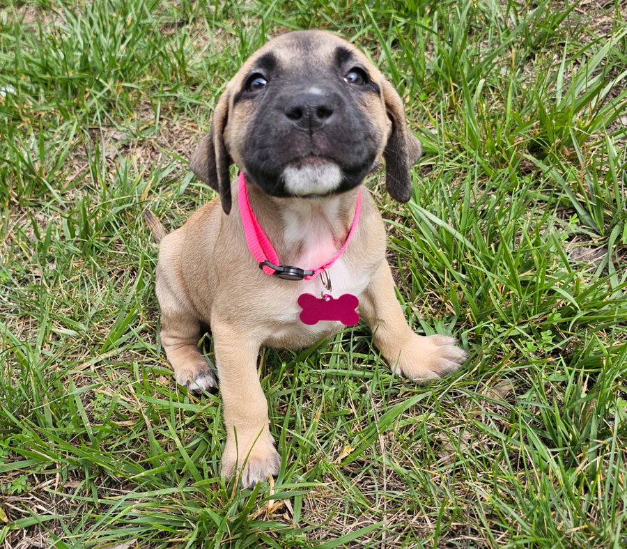 Talia - stormie litter