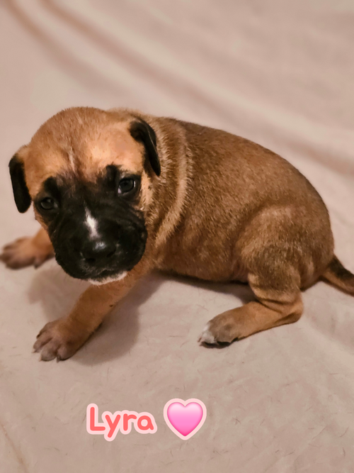 Lyra - stormie litter, an adoptable Unknown breed in Holly Springs, NC