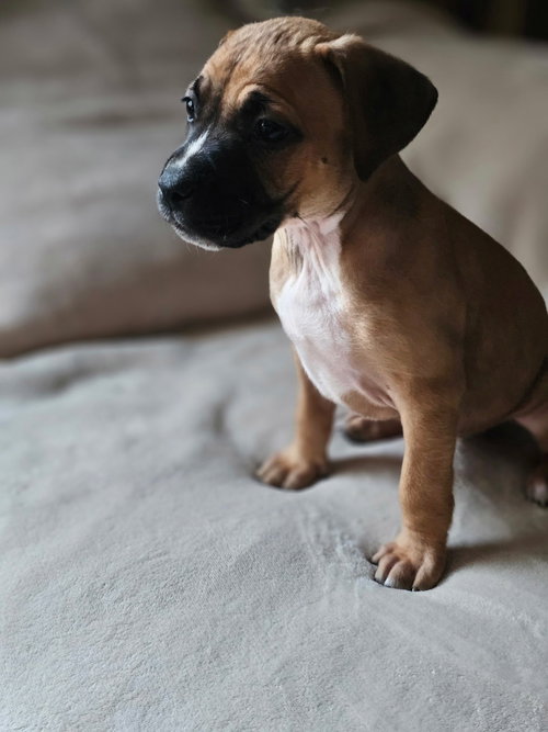 Lyra - stormie litter, an adoptable American Staffordshire Terrier in Holly Springs, NC