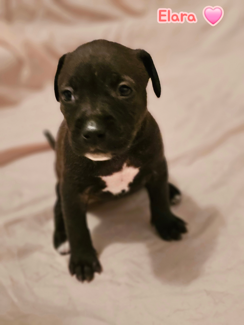 Elara - stormie litter, an adoptable American Staffordshire Terrier in Holly Springs, NC
