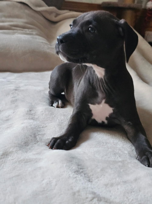Elara - stormie litter, an adoptable American Staffordshire Terrier in Holly Springs, NC