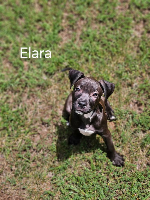 Elara - stormie litter, an adoptable American Staffordshire Terrier in Holly Springs, NC