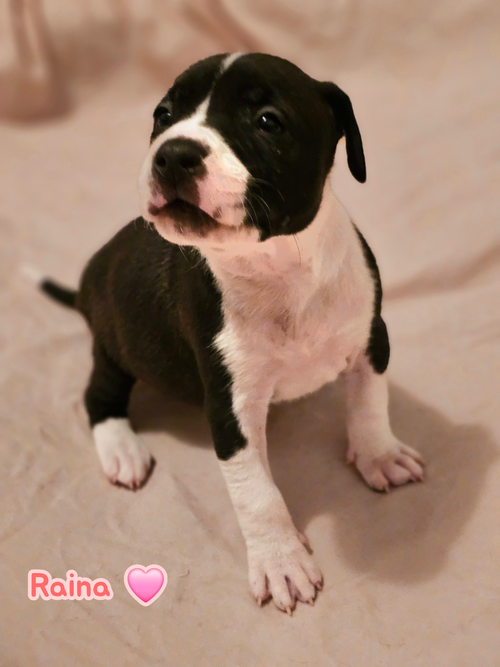 Raina - stormie litter