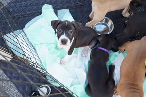 Raina - stormie litter, an adoptable American Staffordshire Terrier in Holly Springs, NC