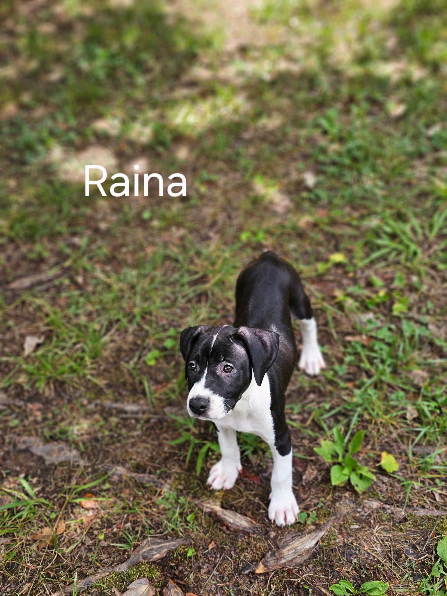 Raina - stormie litter, photo 9