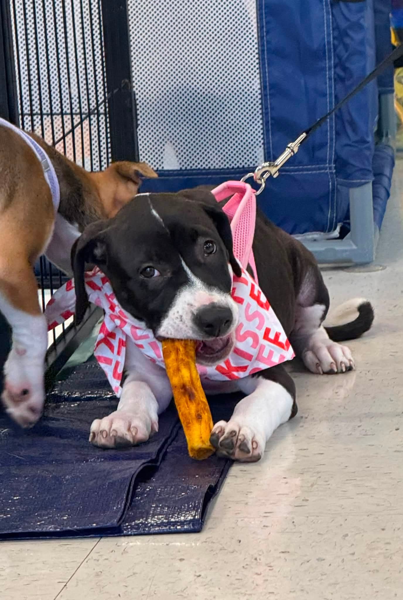 Raina - stormie litter, photo 8