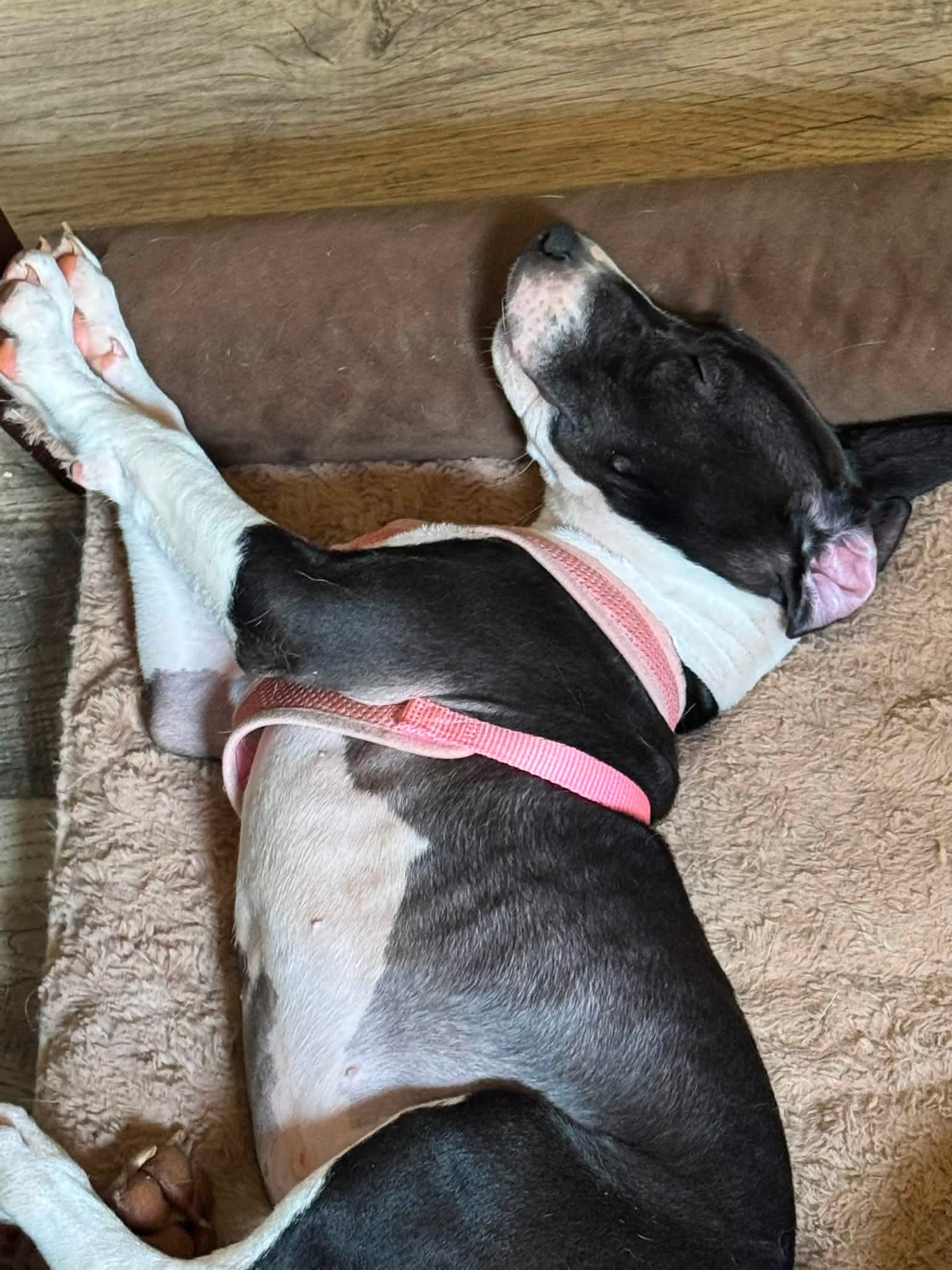 Raina - Stormie Litter image 3