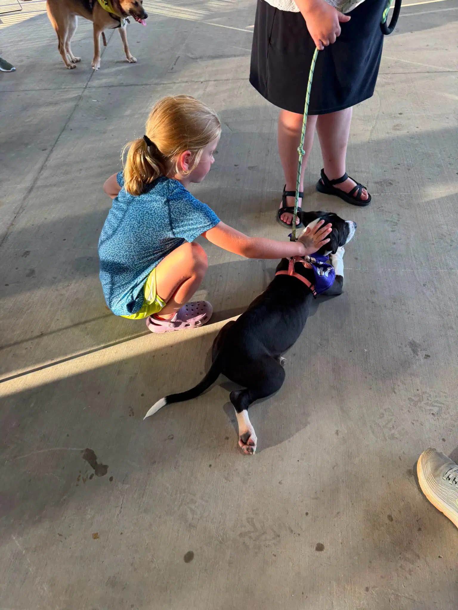 Raina - Stormie Litter image 4